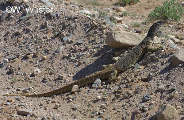  Varanus gouldii ID = 