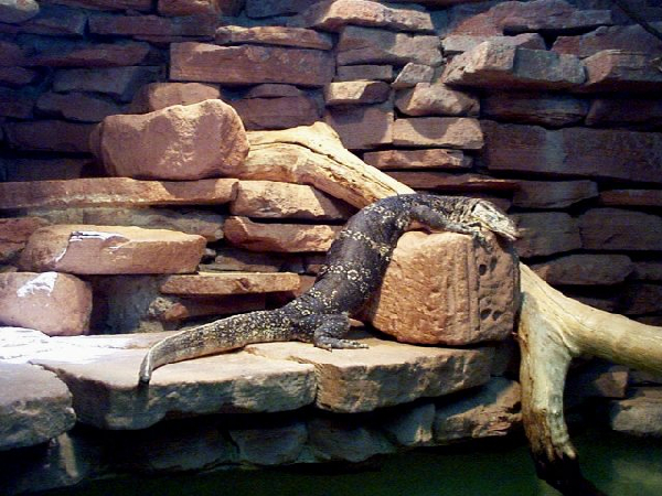  Varanus salvator ID = 