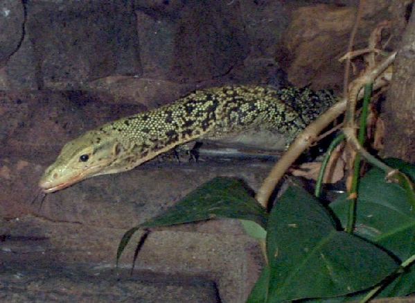  Varanus melinus ID = 