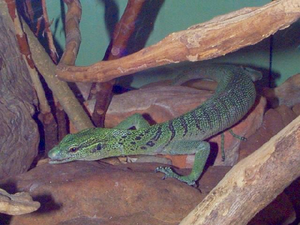  Varanus prasinus ID = 