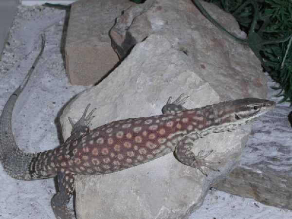  Varanus acanthurus ID = 