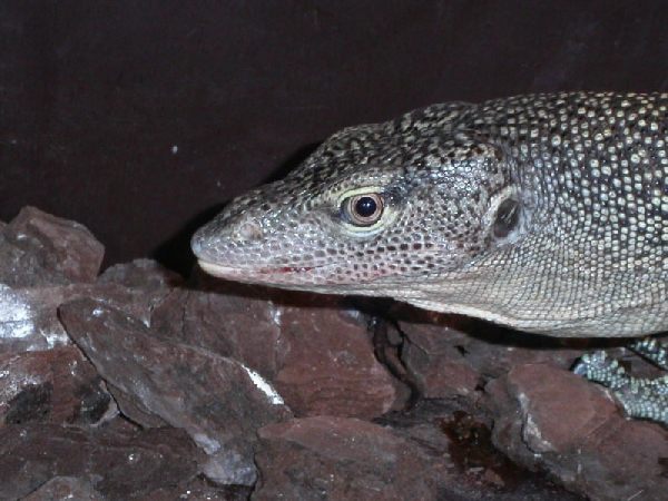  Varanus indicus ID = 