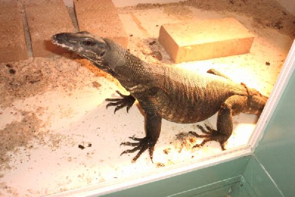  Varanus rudicollis ID = 