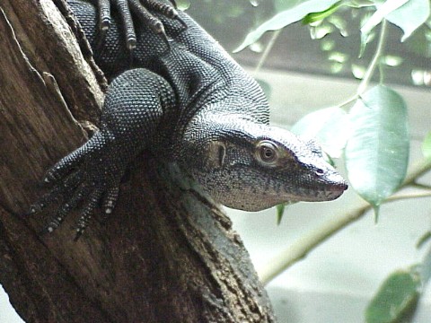  Varanus mertens ID = 