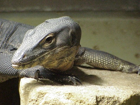  Varanus mertens ID = 