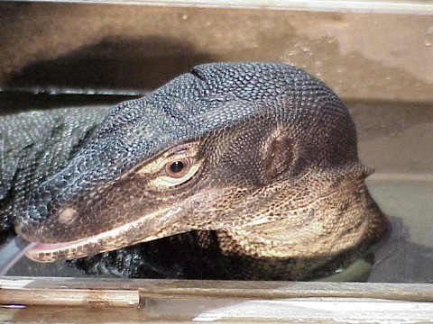  Varanus salvator ID = 