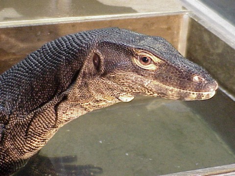  Varanus salvator ID = 