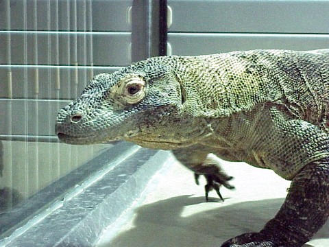  Varanus komodoensis ID = 