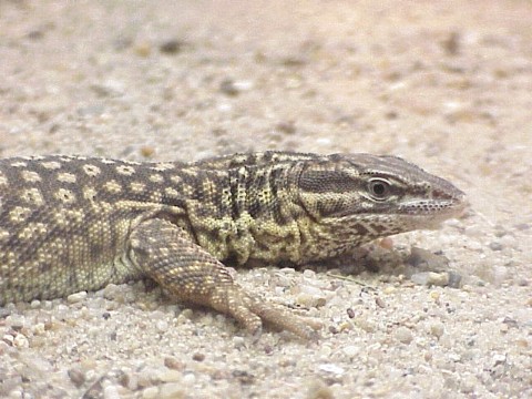  Varanus acanthurus ID = 