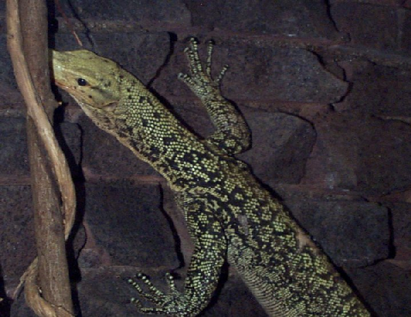  Varanus melinus ID = 