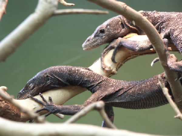  Varanus beccarii ID = 