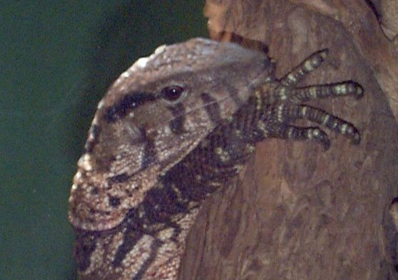  Varanus dumerili ID = 