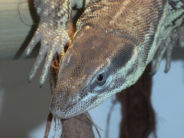  Varanus acanthurus ID = 