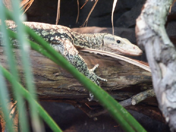  Varanus melinus ID = 