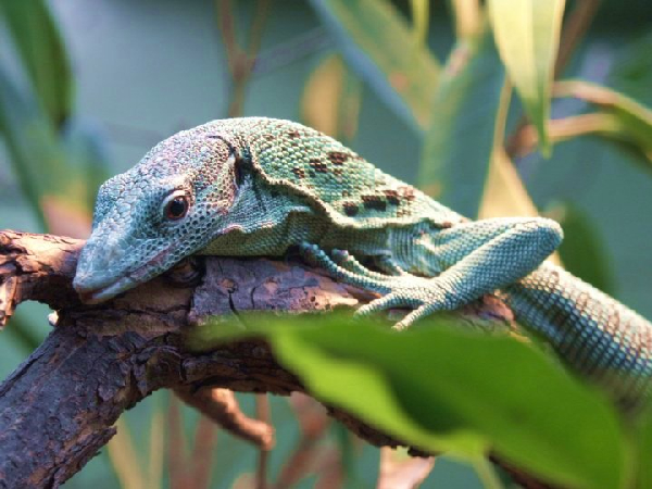  Varanus prasinus ID = 