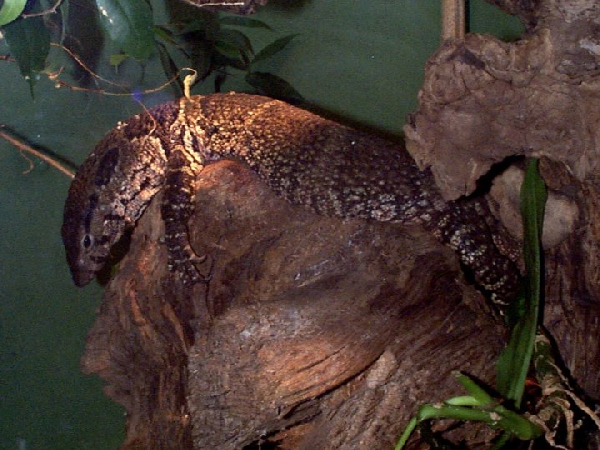  Varanus dumerili ID = 