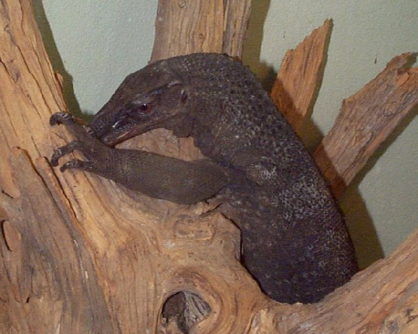  Varanus rudicollis ID = 