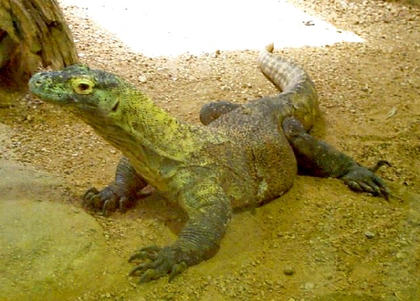  Varanus komodoensis ID = 