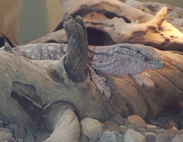  Varanus griseus ID = 