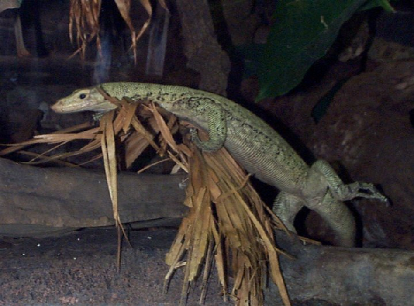  Varanus melinus ID = 