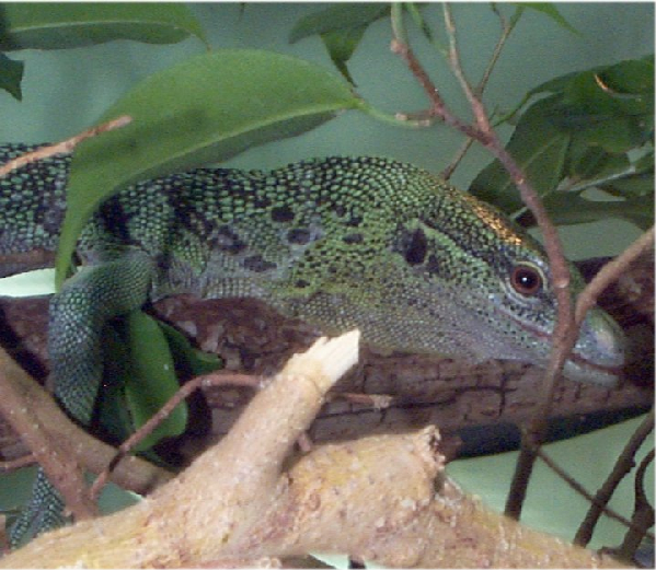  Varanus prasinus ID = 