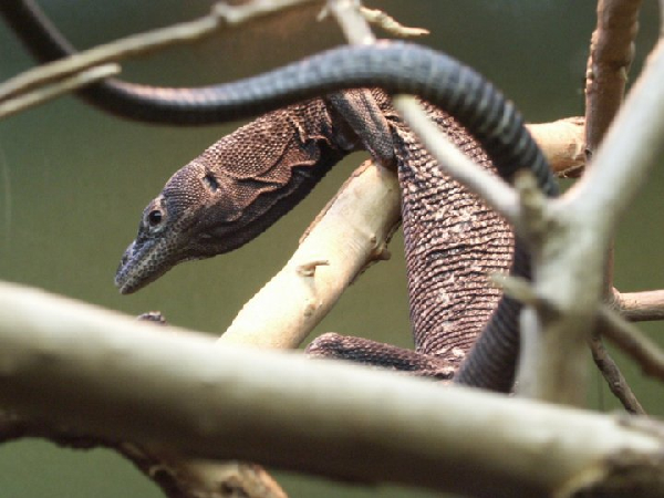  Varanus beccarii ID = 