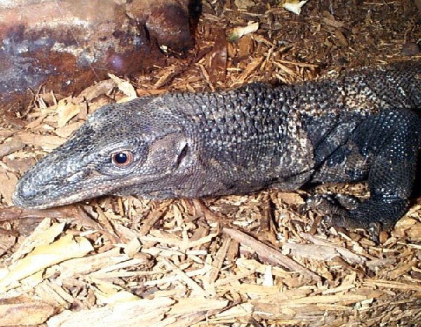  Varanus rudicollis ID = 