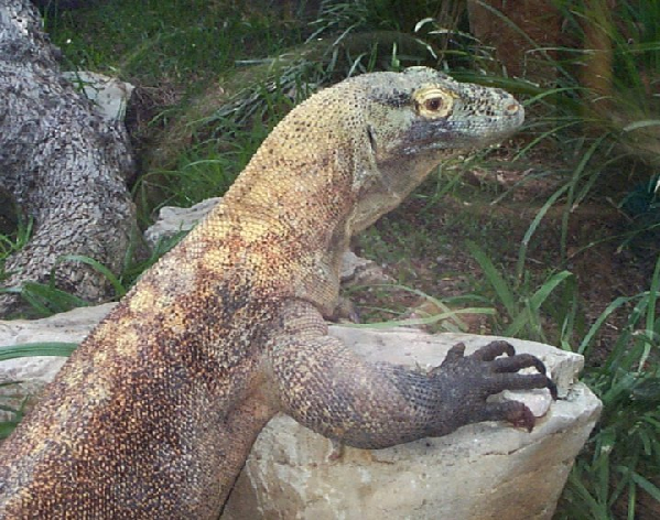  Varanus komodoensis ID = 