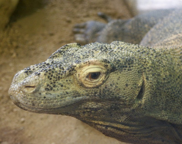  Varanus komodoensis ID = 