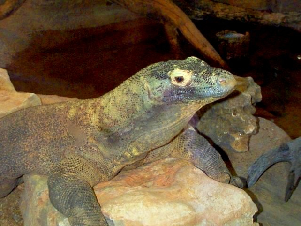  Varanus komodoensis ID = 