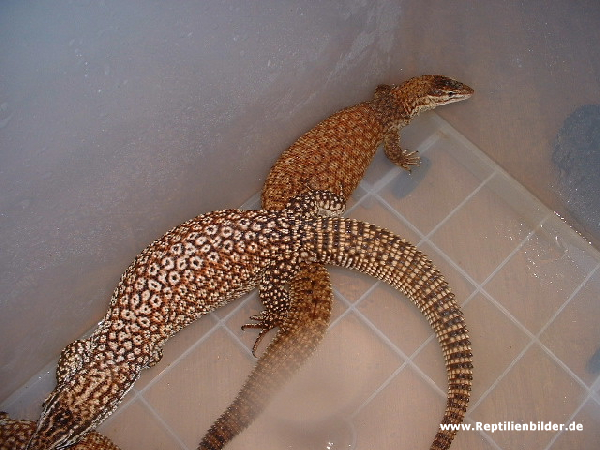  Varanus acanthurus acanthurus ID = 