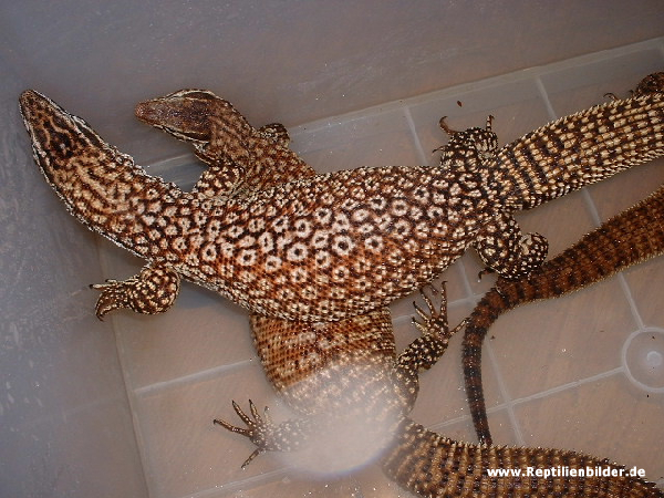  Varanus acanthurus acanthurus 1 ID = 