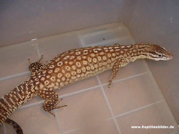  varanus acanthurus brach ID = 