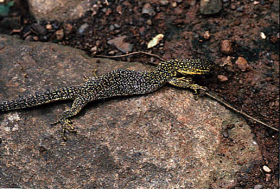  Varanus gouldii ID = 