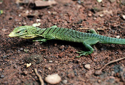  Varanus prasinus ID = 