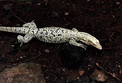  Varanus melinus ID = 