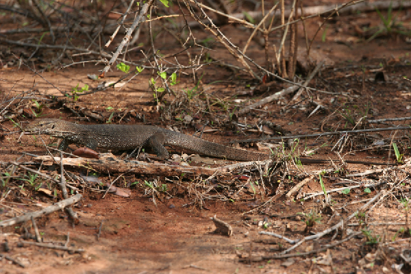  Varanus bengalensis ID = 