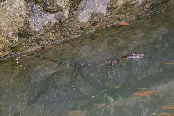  Varanus salvator ID = 