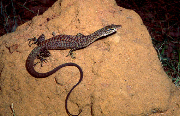  Varanus tristis ID = 