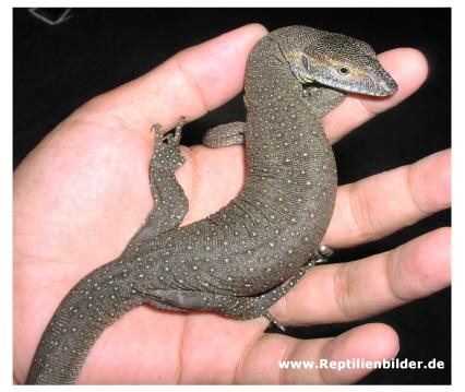  Varanus mertensi ID = 