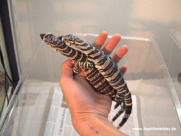  Varanus Varius NZ 2003 ID = 