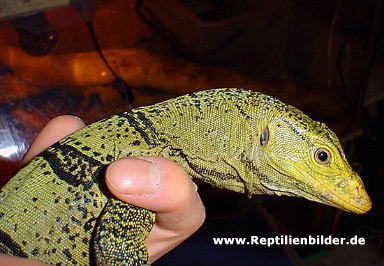  Varanus olivaceus ID = 