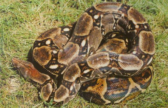  Boa Constrictor Imperator La Bahia Island ID = 