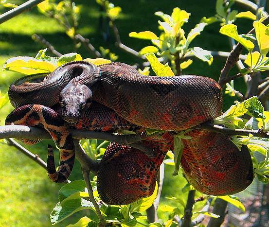  Boa Constrictor Imperator La Bahia Island ID = 