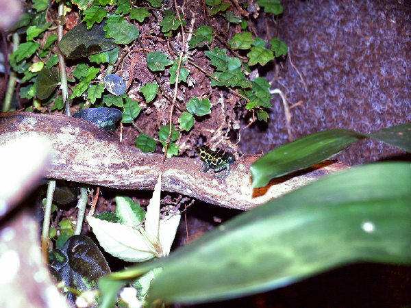  Dendrobates imitator ID = 