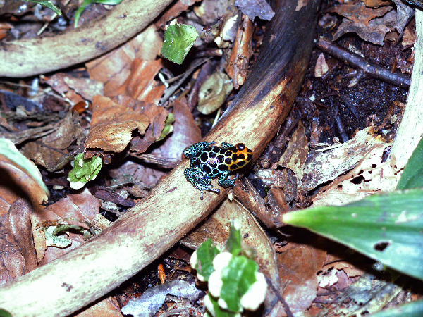  Dendrobates imitator ID = 