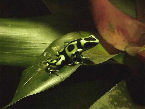  Dendrobates auratus ID = 