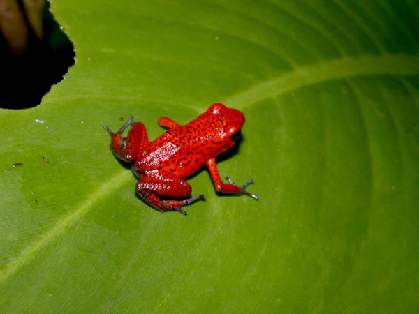  Dendrobates pumilio ID = 