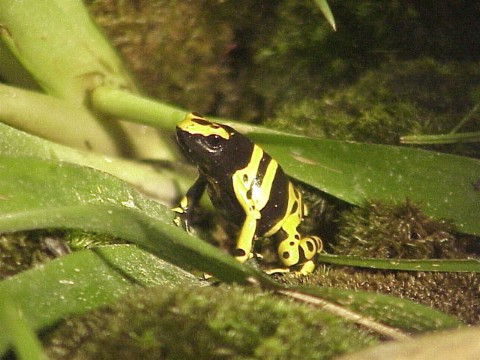  Dendrobates leucomelas ID = 