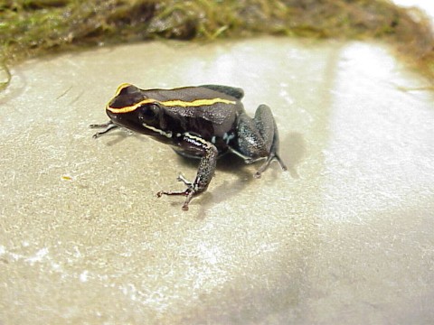  Phyllobates vittatus ID = 